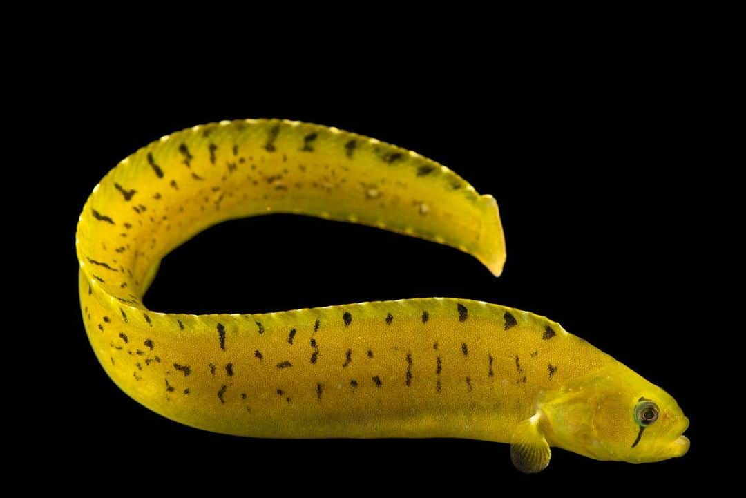 Joel Sartoreさんのインスタグラム写真 - (Joel SartoreInstagram)「Ranging from Kodiak Island in Alaska to southern California, the penpoint gunnel is an elongated fish that comes in a variety of colors including red, green, and golden brown. This species will often camouflage itself by blending in with seaweed similar in color, making them almost impossible to detect. They will also hide under rocks, even those that are out of water during low tide, because they can breathe air when need be. You can help to protect species like the penpoint gunnel by reducing your use of single-use plastic products, ensuring these discarded items do not find their way into important marine habitats. Photo taken at East Bay Regional Park District. #gunnel #penpointgunnel #fish #brightlycolored #blackandyellow #planetorplastic #plasticfreejuly #photoark #savetogether」7月5日 20時22分 - joelsartore