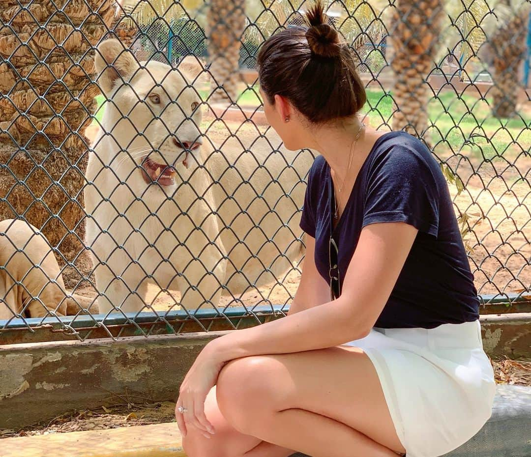 カロリーネ・セリコさんのインスタグラム写真 - (カロリーネ・セリコInstagram)「Uma manhã inesquecível que os apaixonados por animais, como nós, amam! 🐾 Todos os animais mais incríveis: pantera, tigre branco, leão branco, girafa, leopardo, ursos, crocodilo...e muito mais! 🐻🐯🦁🐵🐗🐢🐊🦒🦜 Vem ver a conversa de leoa para leoa branca na 3a foto ❤️🦁❤️ É na super casa do @sb_belhasa que o querido @hamadbinmejren do @visit.dubai nos proporcionou! MUITO Obrigada 🙏🏻」7月5日 20時28分 - cacelico