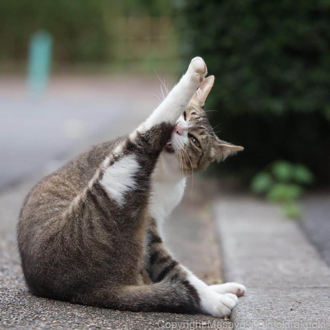 Masayukiさんのインスタグラム写真 - (MasayukiInstagram)「はにかみ。  #cat #ねこ」7月5日 20時33分 - okirakuoki