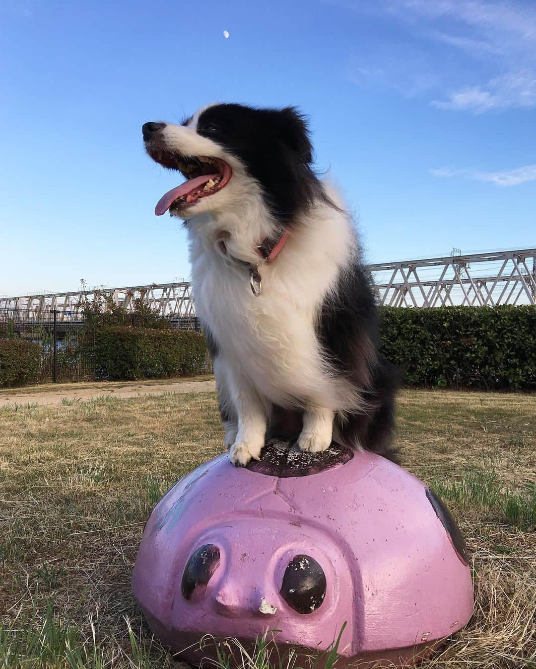 犬バカ部宣伝部長さんのインスタグラム写真 - (犬バカ部宣伝部長Instagram)「この前。キャバリアを散歩してるおばさまに。﻿ そらちゃん見て。バーニーズ？👀って言われ🤣﻿ ﻿ 内心。こんなちっこいバーニーズなんておりまへんでぇー🤣って思いましたが、あ。ボーダーコリー です🐼💕って。﻿ ﻿ #犬バカ部﻿ #bordercollie﻿ #ボーダーコリー ﻿ #バーニーズちゃいまっせ﻿ #キャバリアちゃん愛想良かって可愛かった」7月5日 20時35分 - umetaturou