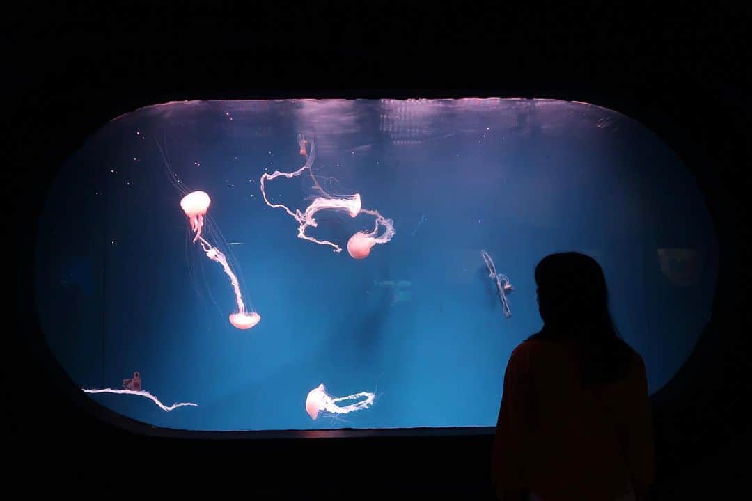 デフィ・キナル・プトリさんのインスタグラム写真 - (デフィ・キナル・プトリInstagram)「jellyfishes swim on the aquarium and I just got dazed by the beauty of God's creation❤️ . . . . #kinal」7月5日 21時07分 - kinalputridevi