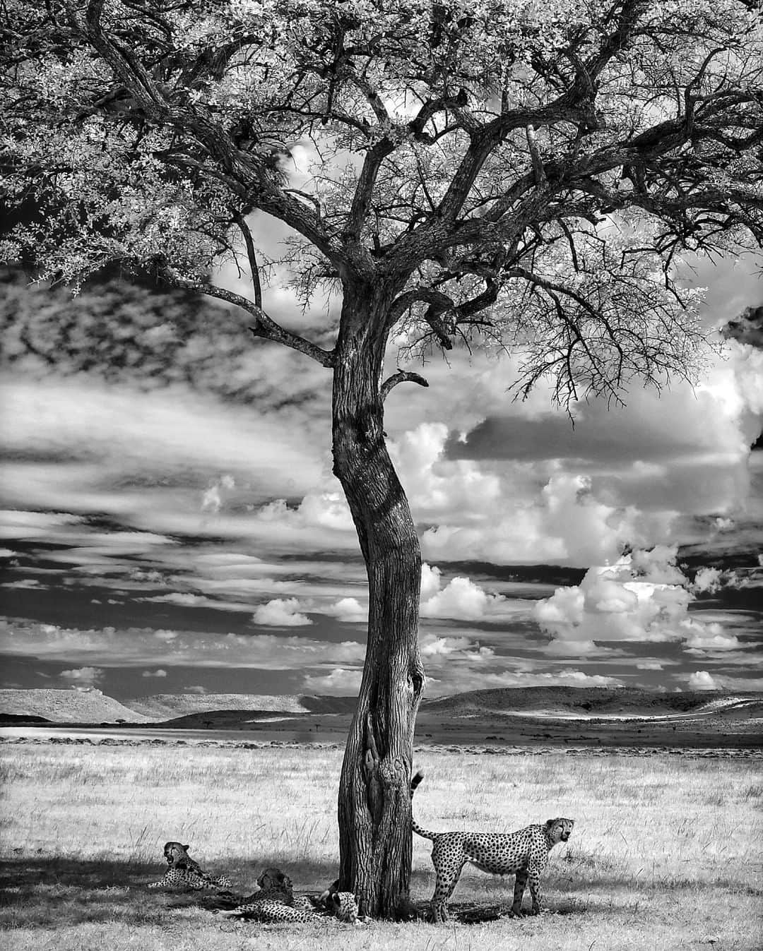 ナショナルジオグラフィックさんのインスタグラム写真 - (ナショナルジオグラフィックInstagram)「Photo by Ken Geiger @KenGeiger | In the shade of an acacia tree, five sleepy cheetahs awake from an afternoon nap. After a good stretch, each cheetah backed up to territorially mark the tree. The five, all males, four brothers and a friend, then moved on to roam the savanna of the Maasai Mara National Reserve, in hopes of finding dinner. #kenya #maasaimara #cheetah #infrared To explore more images of the #Africa follow @KenGeiger」7月5日 21時38分 - natgeo