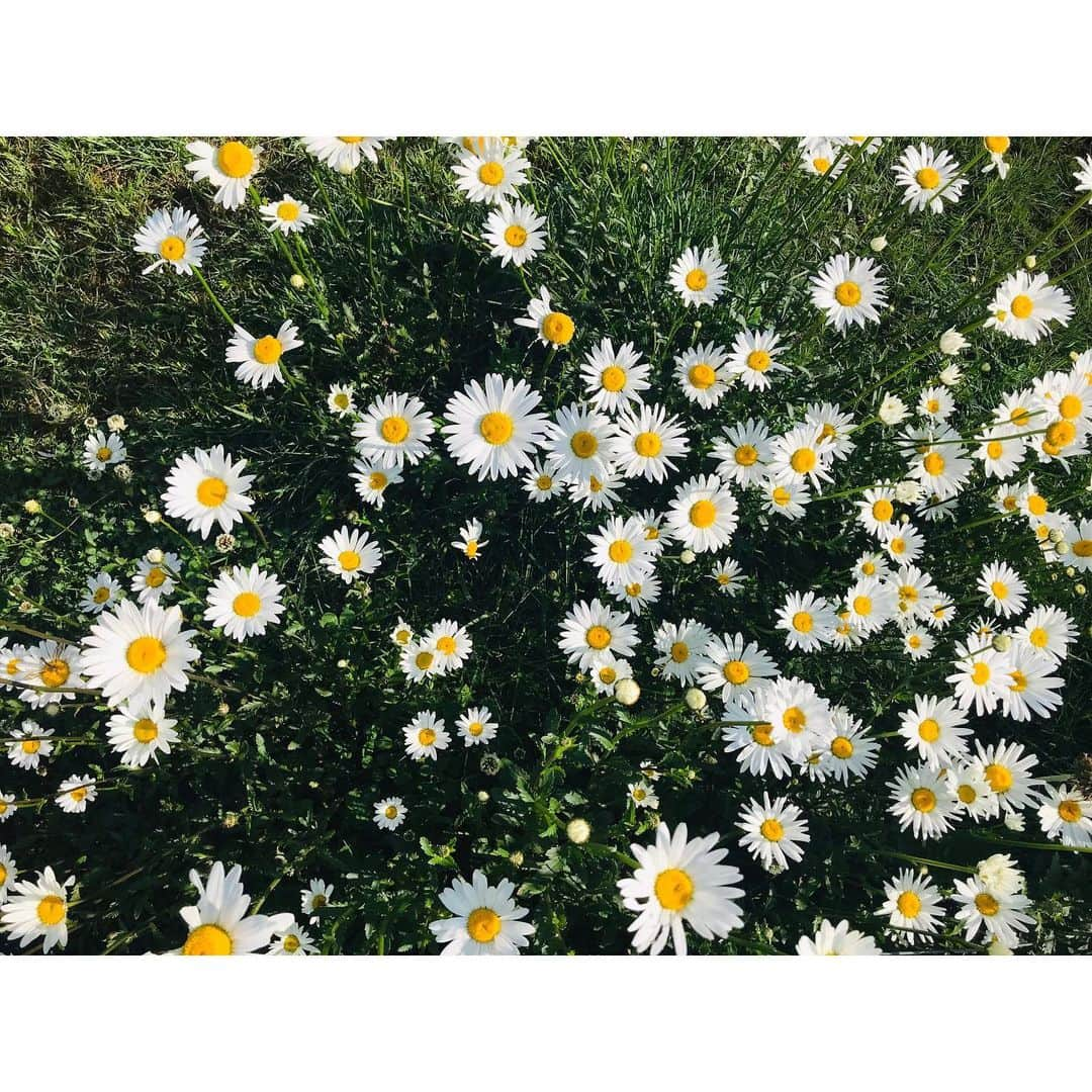 阿部純子さんのインスタグラム写真 - (阿部純子Instagram)「🌼」7月5日 21時38分 - junkoabe_official