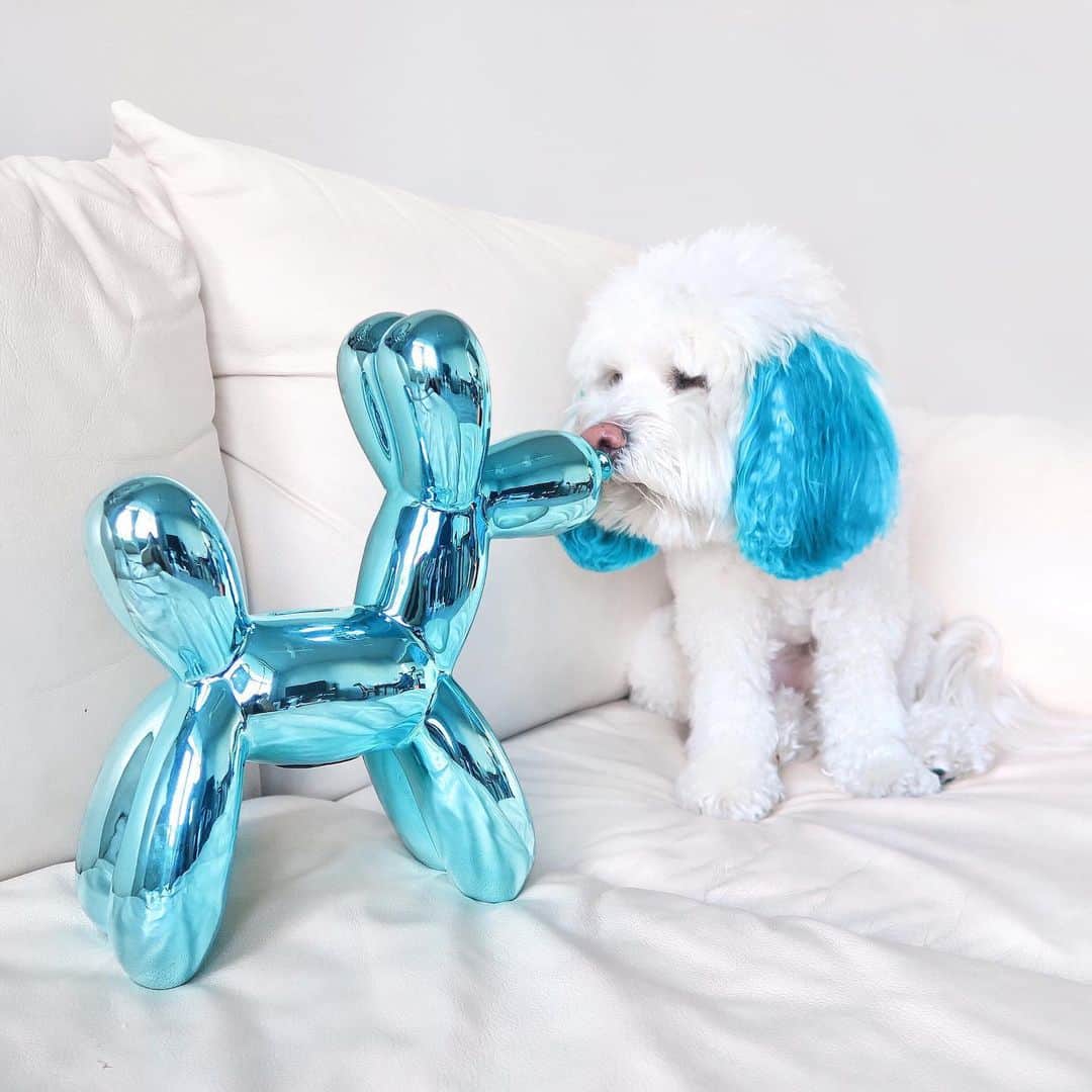 DogsOf Instagramのインスタグラム：「STORY TAKEOVER! ““Meet me on the other side of the rabbit hole.” Writes @sushisaid | Tap our Stories and check out Sushi’s magical birthday party! #dogsofinstagram」