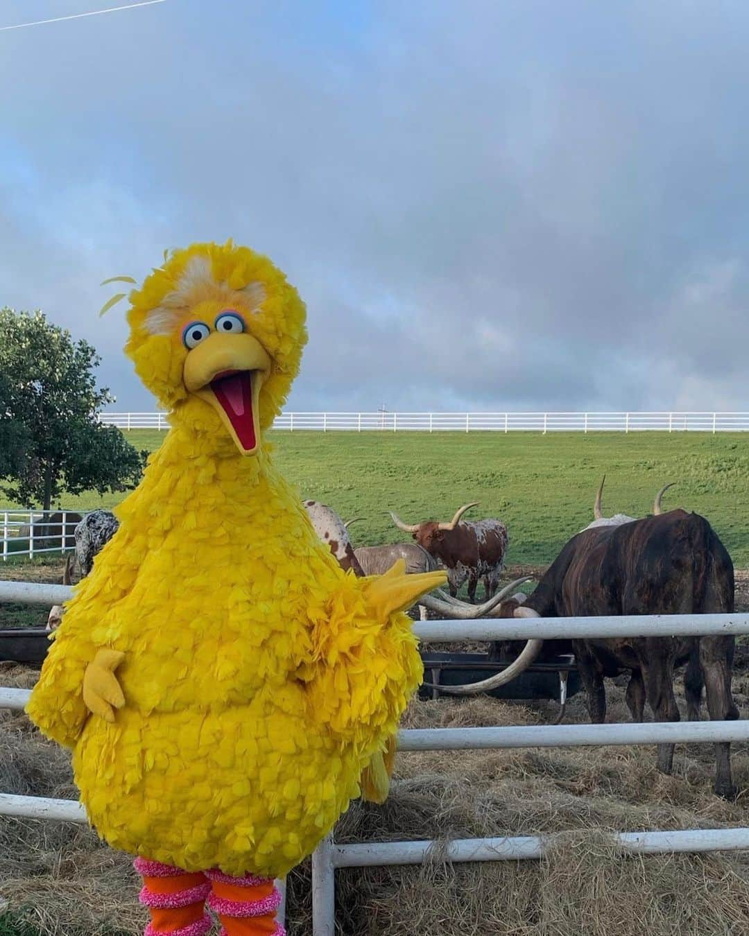 セサミストリートさんのインスタグラム写真 - (セサミストリートInstagram)「Since everything is bigger in Texas, we decided to bring our friend BIG Bird to visit! Helloooo Dallas 👋🏼 #ThisIsMyStreet」7月5日 21時51分 - sesamestreet