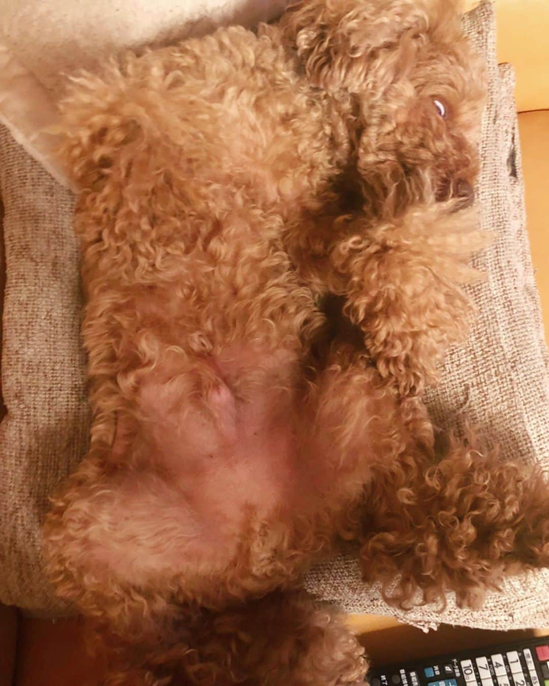 chayさんのインスタグラム写真 - (chayInstagram)「小次郎🐶 普段はこんなに可愛いのに、寝るとホラー👻 #poodle #toypoodle  #トイプードル #プードル #小次郎 #こじこじ」7月5日 22時10分 - chay1023_official