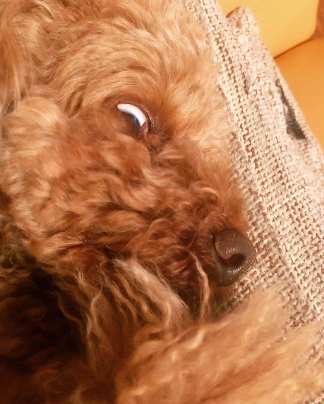 chayさんのインスタグラム写真 - (chayInstagram)「小次郎🐶 普段はこんなに可愛いのに、寝るとホラー👻 #poodle #toypoodle  #トイプードル #プードル #小次郎 #こじこじ」7月5日 22時10分 - chay1023_official