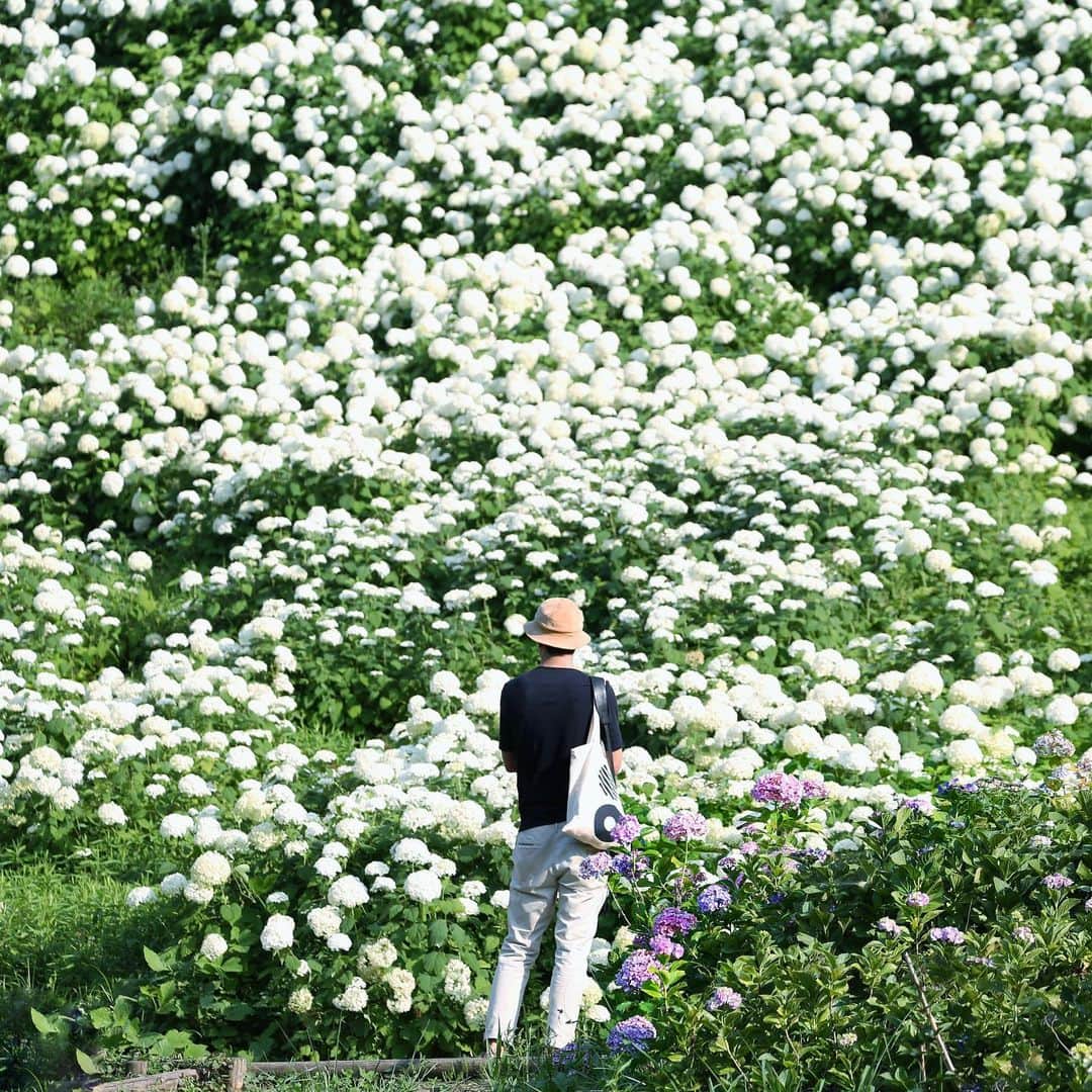 川内悠子のインスタグラム：「* アナベルの雪山 #hydrangea #whiteflowers #springflowers #naturelovers #landscapephotography #landscapehunter #countryside #instagramjapan #yukomouton_flowers #あじさい #紫陽花 #アジサイ #アナベル #アナベルの雪山」