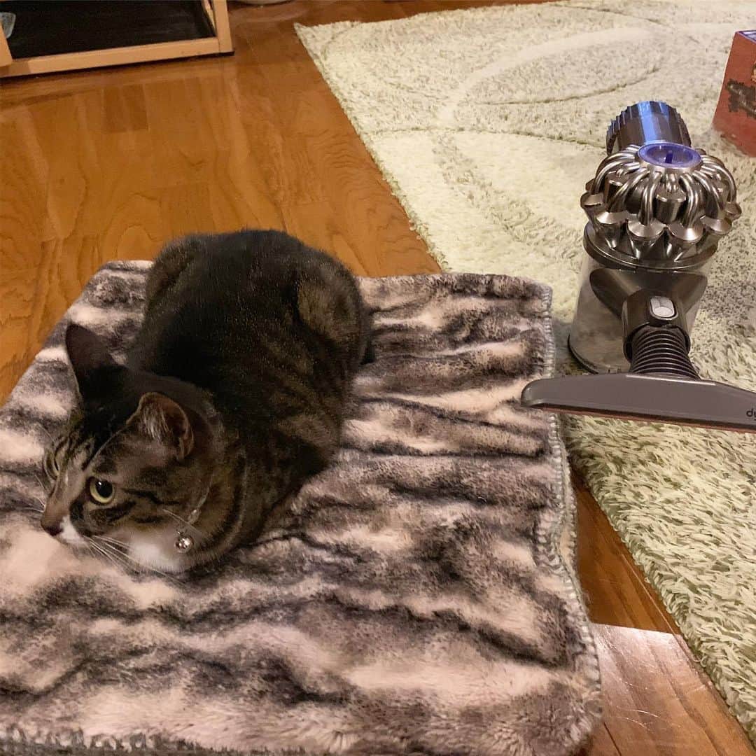 takegaeruのインスタグラム：「てんちゃんとメカてんちゃん😁 #猫 #cat #よもねこ #よもぎねこ #キジトラ #きじとら」