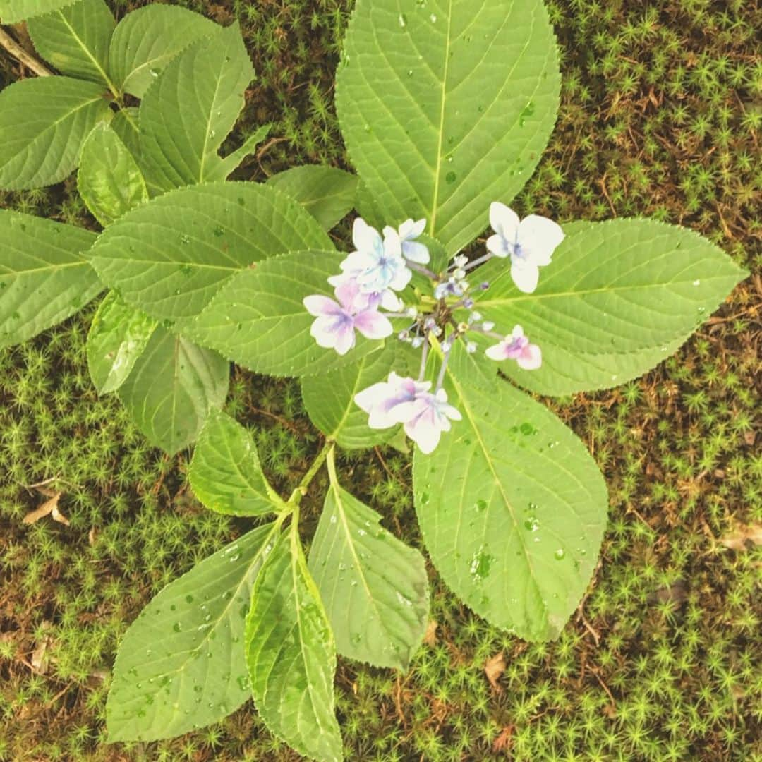 N∀OKIさんのインスタグラム写真 - (N∀OKIInstagram)「#青龍殿」7月5日 22時36分 - chairoy1945