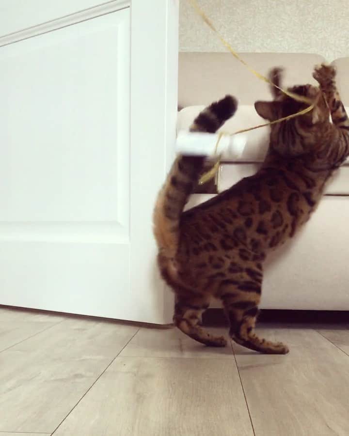 Celeb Bengal Cat · Simbaのインスタグラム：「🎧 Volume UP!!! I 🖤 to have fun with #rammstein music 😺 @rammsteinofficial #funny #cat #music #pet #catsofinstagram  Am I pretty?」