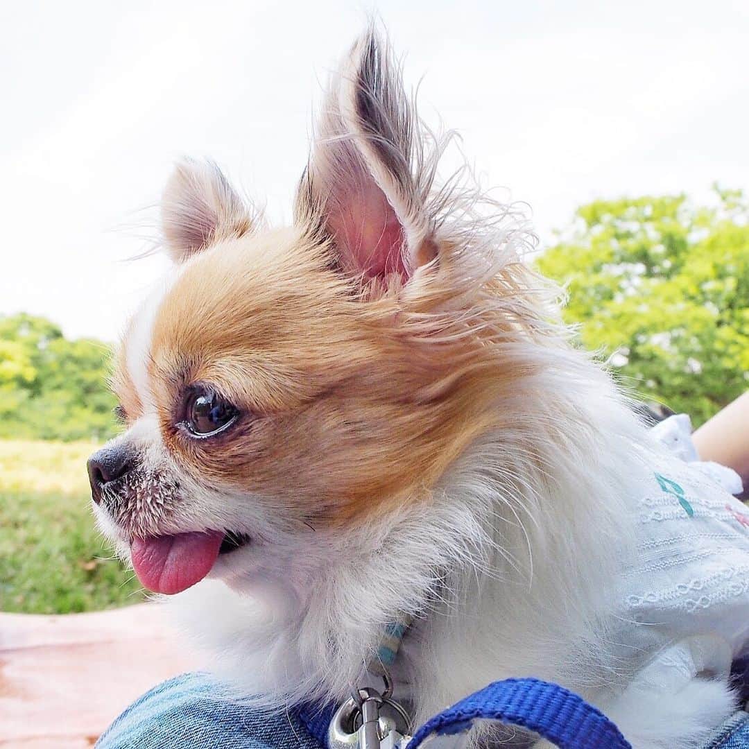 のインスタグラム：「Have a happy weekend my friends🐶💞 ・ 梅雨明けまだかな☔︎？ ・ #chima #ちま #チワワ #chihuahua #ชิวาวา #ふわもこ部 #PECOいぬ部 #sniffandbarkens #WeeklyFluff #cutepetclub #doggy_lovings」
