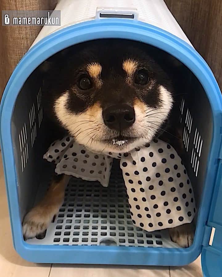 まめ丸のインスタグラム：「* * 【 金曜日の #居酒屋まめ丸 🐶🍺】 * ヨーグルト🐮の余韻にひたる店長…🐶💓 #まめ丸店長のおくちについてるシリーズ * 【Taverna“MAMEMARU”🐶🍺】 All yogurt on the table have gone. Who's been eating them on the sly❓ * #なにこのおいしいたべもの🐶💓 #ヨーグルト店長 * #柴犬#豆柴#柴#黒柴#黒豆柴#犬#shiba#shibainu#shibastagram#shibadog#puppy#instadog#dogstagram#dog#instashiba#petstagram#pet#buzzfeedanimals#cute#cutedog#pecotv#강아지#멍스타그램#weeklyfluff#dailyfluff#worldofcutepets」