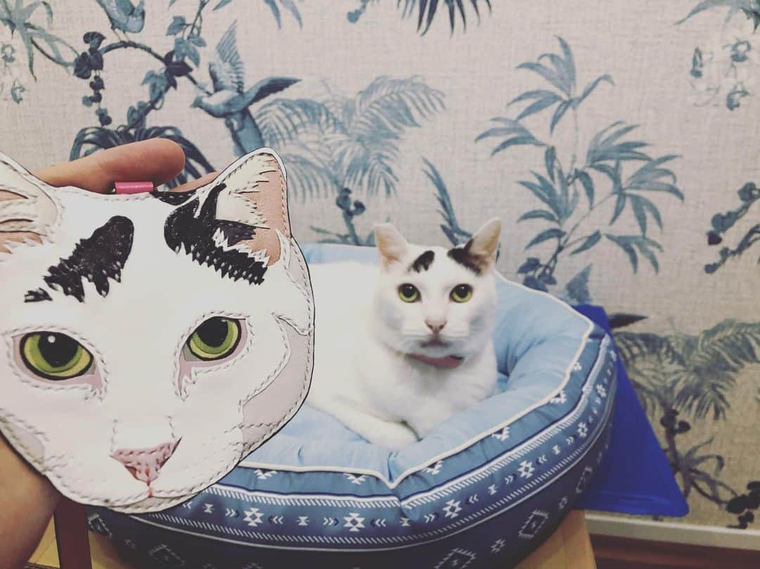 Siznaのインスタグラム：「#dura #cat #づら #猫 #sizna #雑種 #元地域猫 #ヅラ #ヅラ猫 #ヅラ猫部 #にゃんスタグラム #猫変態を増やそうの会 #オーダーメイドづら」