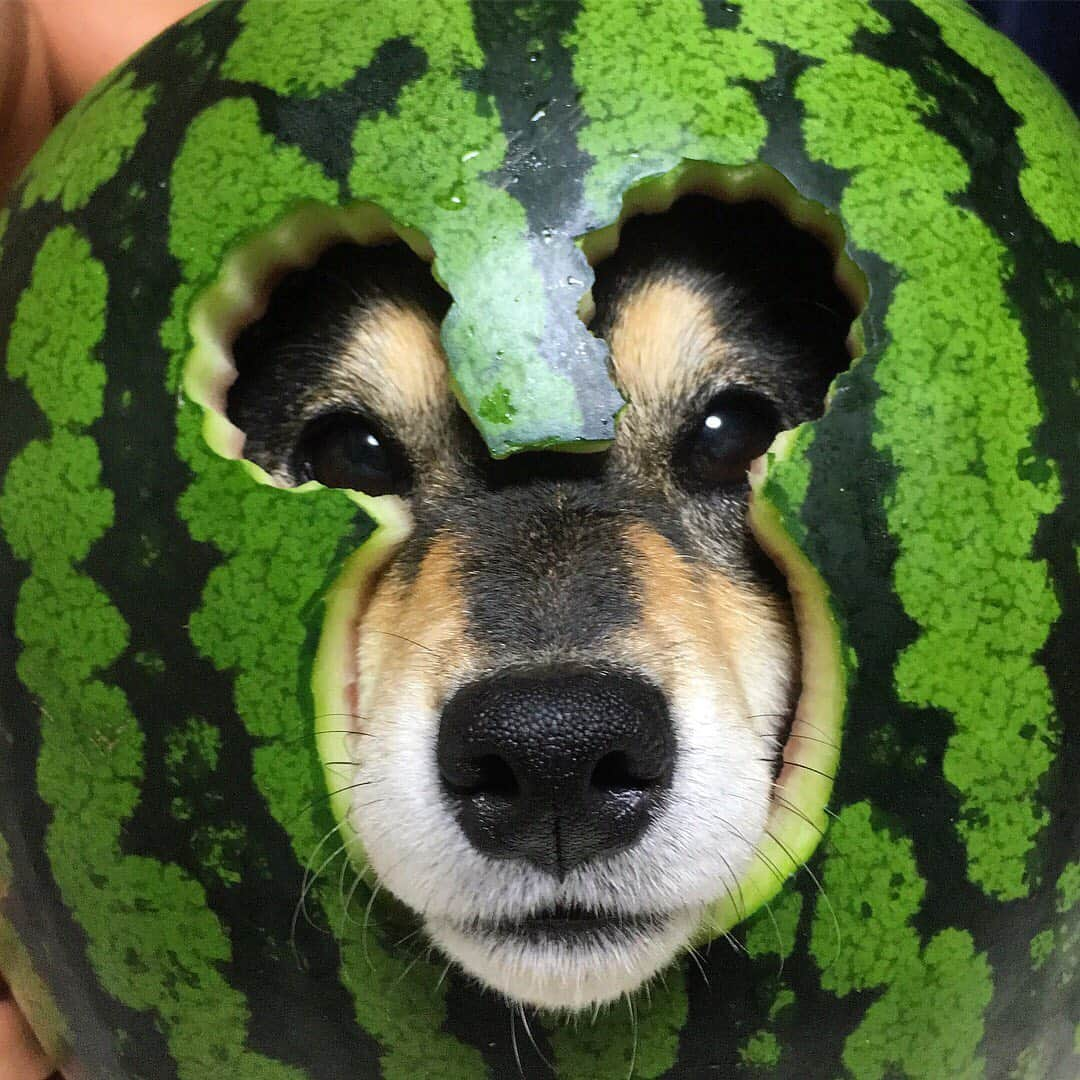 吾子さんのインスタグラム写真 - (吾子Instagram)「・ まだ今年食べてないわん🍉🐶 ・ ・ たべたい🍉🐶💕 ・ ・ ・ ・ #watermelon  #アコマスク #流行らない 🐶 ・ 北海道の柴犬 #柴北会 の皆ワン🐶💕くん活頑張ろう🐶👍🏻💕 ・ #adorable #instadog#shibainu#dog#instagramjapan#instashiba#kuroshiba #kuroshiba#socute #cutedog#いぬのきもち #黒柴 #dogstagram#sapporo」7月5日 23時20分 - acoshiba