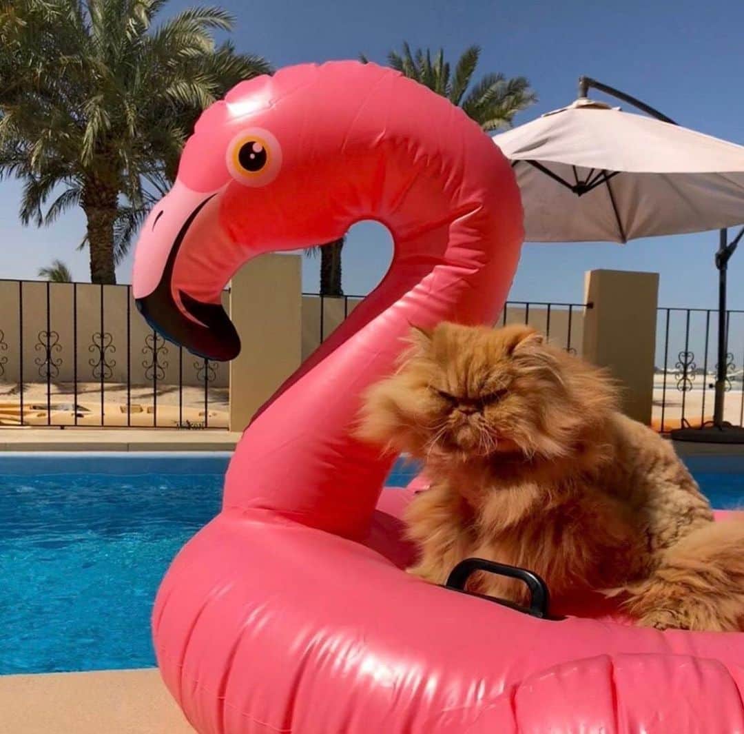 Cosmopolitanさんのインスタグラム写真 - (CosmopolitanInstagram)「My face if your pool party runs out of hotdogs 🌭 #rg @thezenkitty」7月5日 23時22分 - cosmopolitan