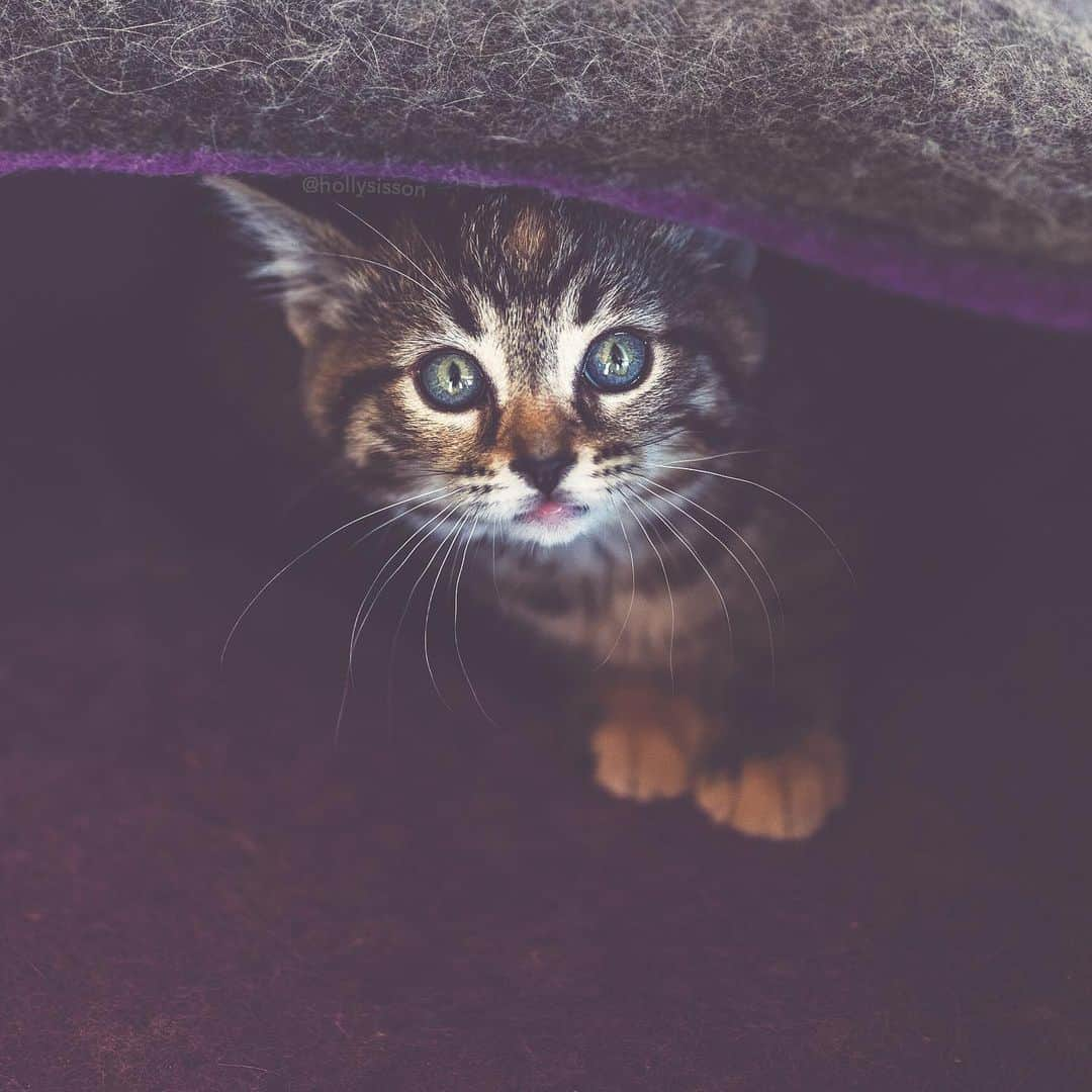 Holly Sissonのインスタグラム：「Hello Friday! ☺️🐱❤️ #kitten #tabbykitty #mainecoon (See more of Emma on @pitterpatterfurryfeet) ~ Canon 1D X MkII + 35 f1.4L II @ f1.4  See my bio for full camera equipment information plus info on how I process my images. 😊」