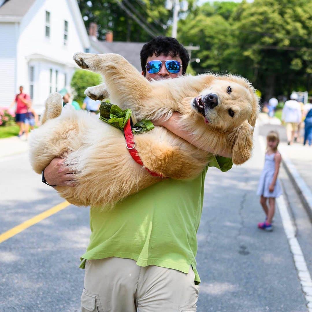The Dogistさんのインスタグラム写真 - (The DogistInstagram)「Lulu, Golden Retriever (3 y/o), School Street, Woods Hole, MA • “I don’t want her to burn her paws on the asphalt.”」7月5日 23時38分 - thedogist