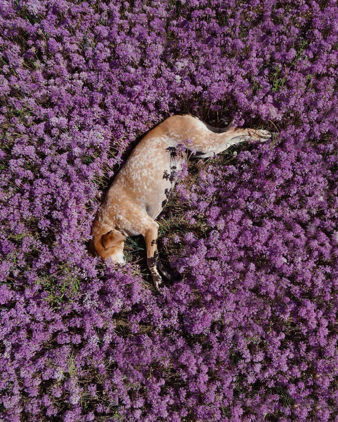 マディさんのインスタグラム写真 - (マディInstagram)「We stopped for lunch on some BLM land yesterday that a few cows were munching on and after a few  I couldn’t find Maddie...she def is the sweetest & most stubborn dog ever ✨」7月5日 23時47分 - thiswildidea