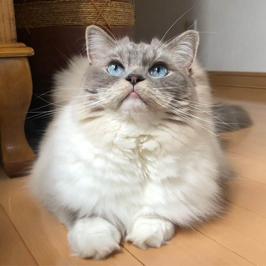 しるこさんのインスタグラム写真 - (しるこInstagram)「2019.7.5 しるこのママは三毛猫なんだよ だからかな？お口周りがきなこ色でしょ⁇😽💛 . 年に一度の#きなこ祭り ギリギリ参加組 . #無加工 .」7月5日 23時57分 - shirukotan