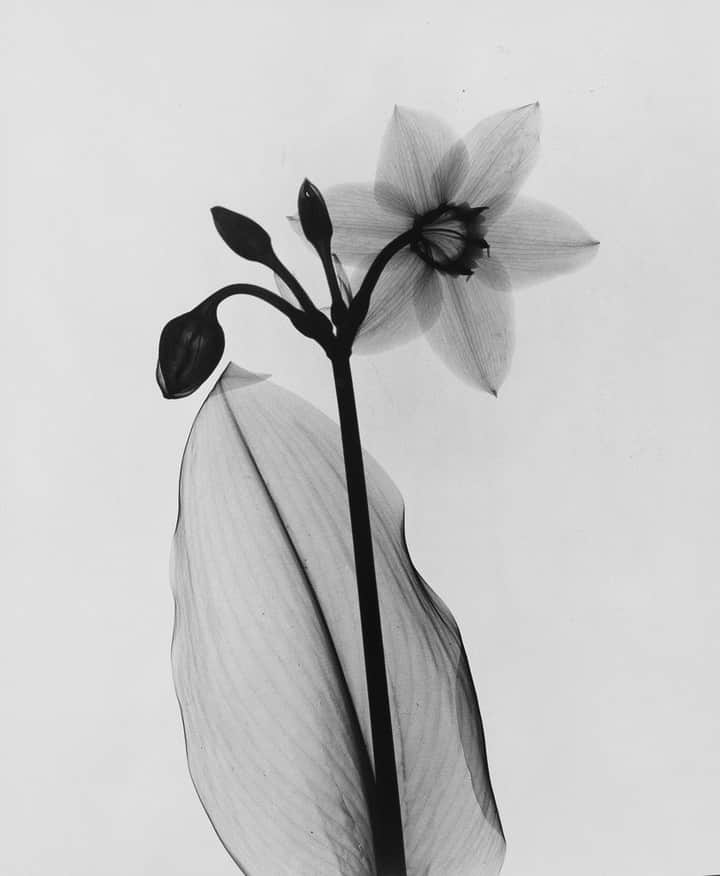 Meganさんのインスタグラム写真 - (MeganInstagram)「Dr. Dain Tasker, Amazon-Lily, circa 1930. Silver print from an x-ray negative. ⁠ ⁠ ⁠ ⁠ ⁠ #blackandwhite #bw #monochrome #photography #blackandwhitephoto #flowers #flower #lilies」7月6日 0時01分 - zanzan_domus