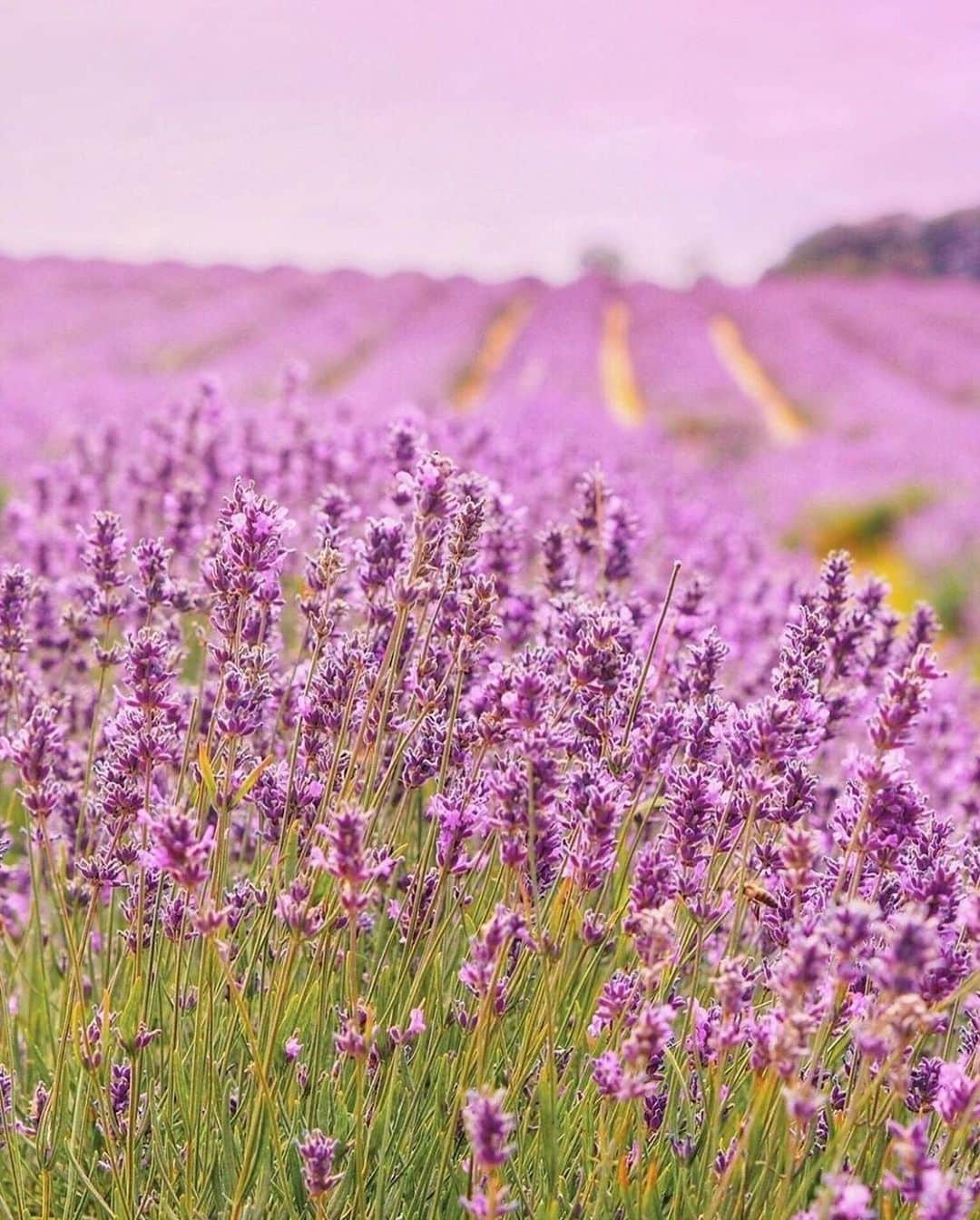 ELLE DECORさんのインスタグラム写真 - (ELLE DECORInstagram)「Lavender fields forever. 💜  #regram 📸: @wanderforawhile」7月6日 0時01分 - elledecor