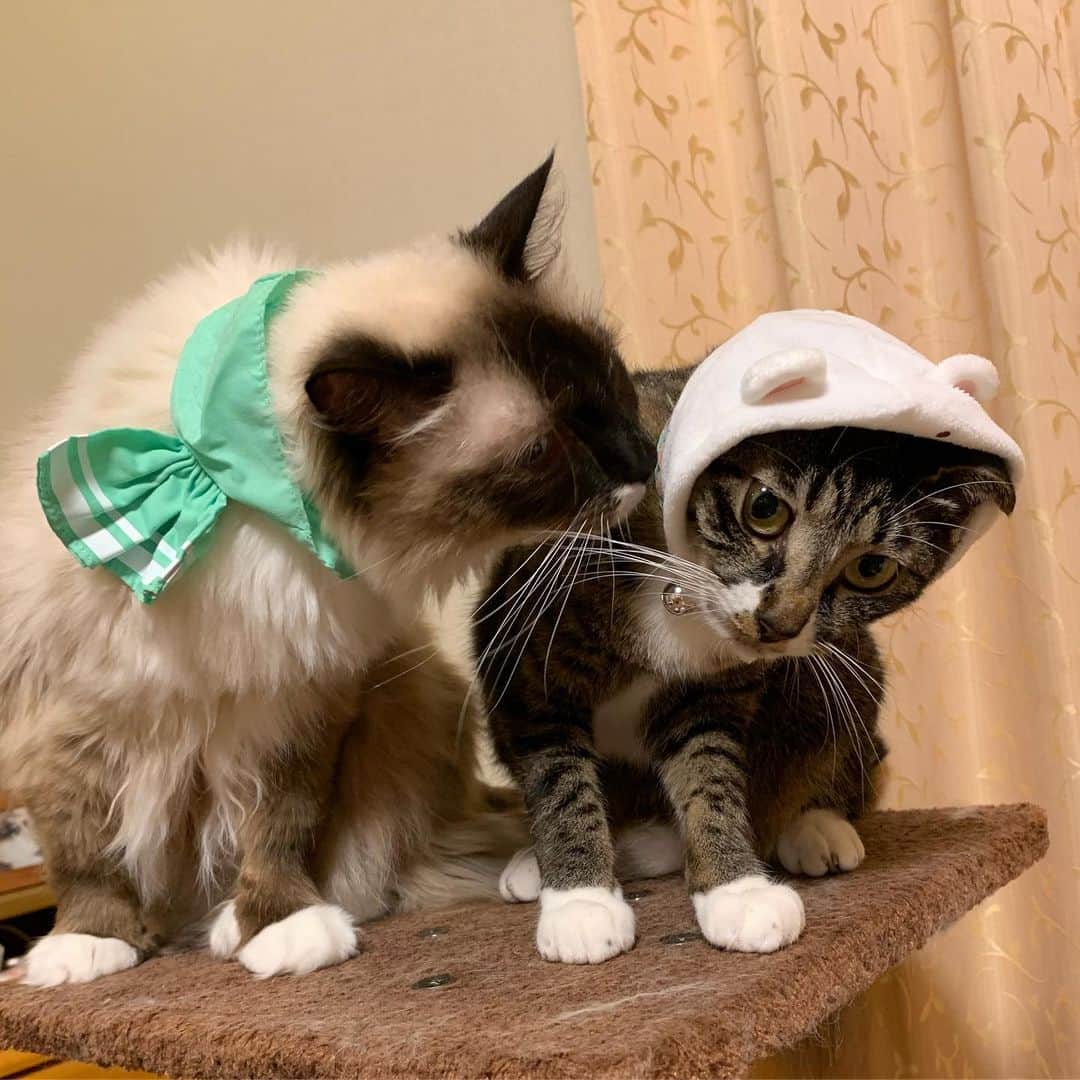 takegaeruさんのインスタグラム写真 - (takegaeruInstagram)「えーと、、 あ！ #安来節 ですね🤣 #猫の写真へたくそ選手権  #コレジャナイ #どじょうすくい #cat #猫 #ragdoll #ラグドール #ホワイトポッチーズ #よもねこ #よもぎねこ #キジトラ #きじとら」7月6日 0時12分 - takegaeru