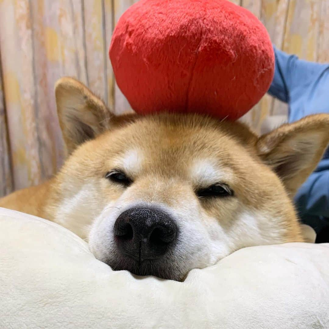 まる（まるたろう）さんのインスタグラム写真 - (まる（まるたろう）Instagram)「Good night!!✨🐶🍎💤✨りんご乗せてたら眠れないでしょ〜 #グースカ #ピースカ #寝たふりだよ #寝てない」7月6日 0時19分 - marutaro