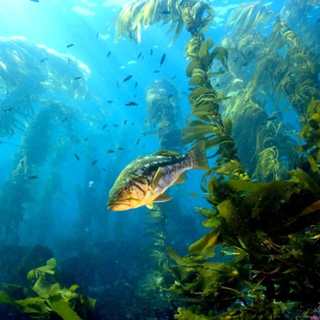 アメリカ内務省さんのインスタグラム写真 - (アメリカ内務省Instagram)「Don’t be surprised if fish don’t like you. They’re fin-icky.  Photo of a calico sea bass at Channel Islands National Park (@channelislandsnps) in #California by #NationalPark Service. #travel #FindYourPark #usinterior」7月6日 0時20分 - usinterior