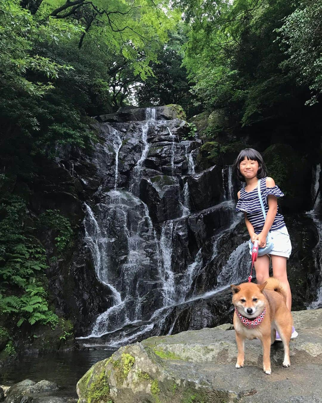 柴犬はなこ Shibainu Hanakoさんのインスタグラム写真 - (柴犬はなこ Shibainu HanakoInstagram)「白糸の滝ー！！ この為に行ったのに写真出してなかったという🤣🤣🤣 パワーとイオンを頂きました🍀 #sibainu #dog #boy #woman #犬 #柴犬 #こども #犬とこども #滝 #warterfall」7月6日 0時27分 - kiki_beee