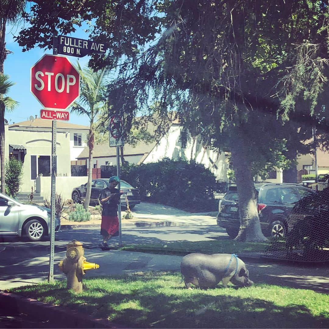 シーマス・デヴァーさんのインスタグラム写真 - (シーマス・デヴァーInstagram)「This dude with blue hair writing lyrics on a tablet while walking his pet pig is peak LA.」7月6日 0時29分 - seamuspatrickdever