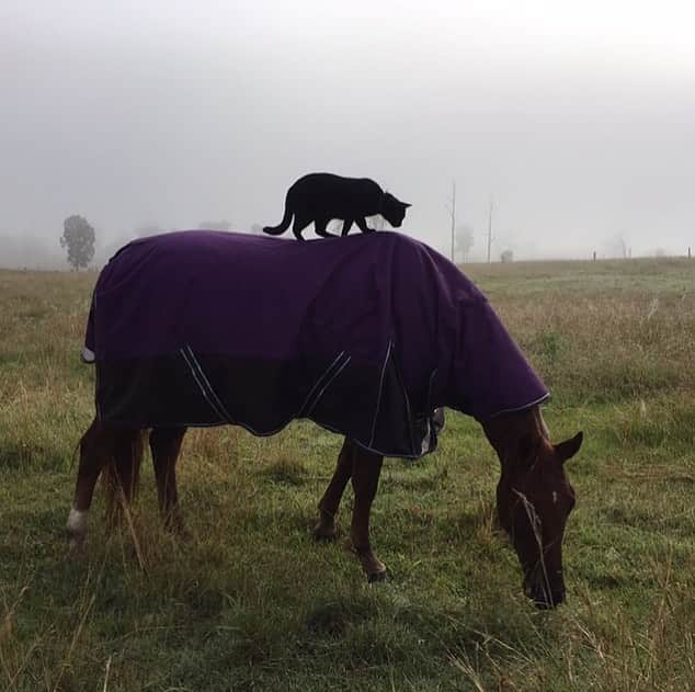 Instagramさんのインスタグラム写真 - (InstagramInstagram)「Meet Morris the cat and Champy the horse (@champy_and_morris): the unlikely #WeeklyFluff pair who go everywhere together. “It’s a mutual friendship that Champy really initiated,” says their human Jennifer Boyle. “They’ve been best buddies for seven years,” says Jennifer. But how does Morris land on Champy’s back? He typically jumps on via a fence post which has now been nicknamed the bus stop.  Photos by @champy_and_morris」7月6日 1時06分 - instagram