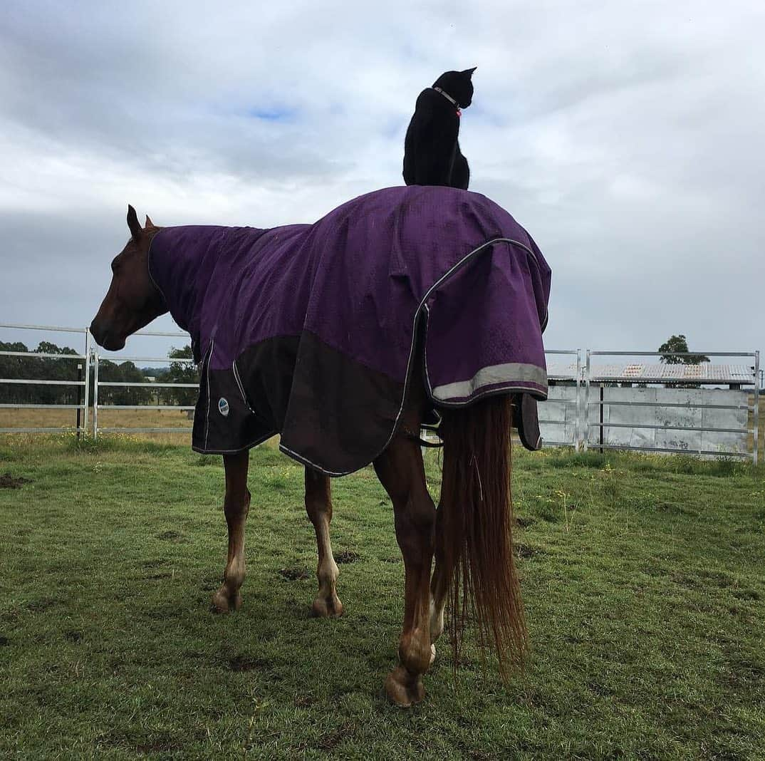 Instagramさんのインスタグラム写真 - (InstagramInstagram)「Meet Morris the cat and Champy the horse (@champy_and_morris): the unlikely #WeeklyFluff pair who go everywhere together. “It’s a mutual friendship that Champy really initiated,” says their human Jennifer Boyle. “They’ve been best buddies for seven years,” says Jennifer. But how does Morris land on Champy’s back? He typically jumps on via a fence post which has now been nicknamed the bus stop.  Photos by @champy_and_morris」7月6日 1時06分 - instagram