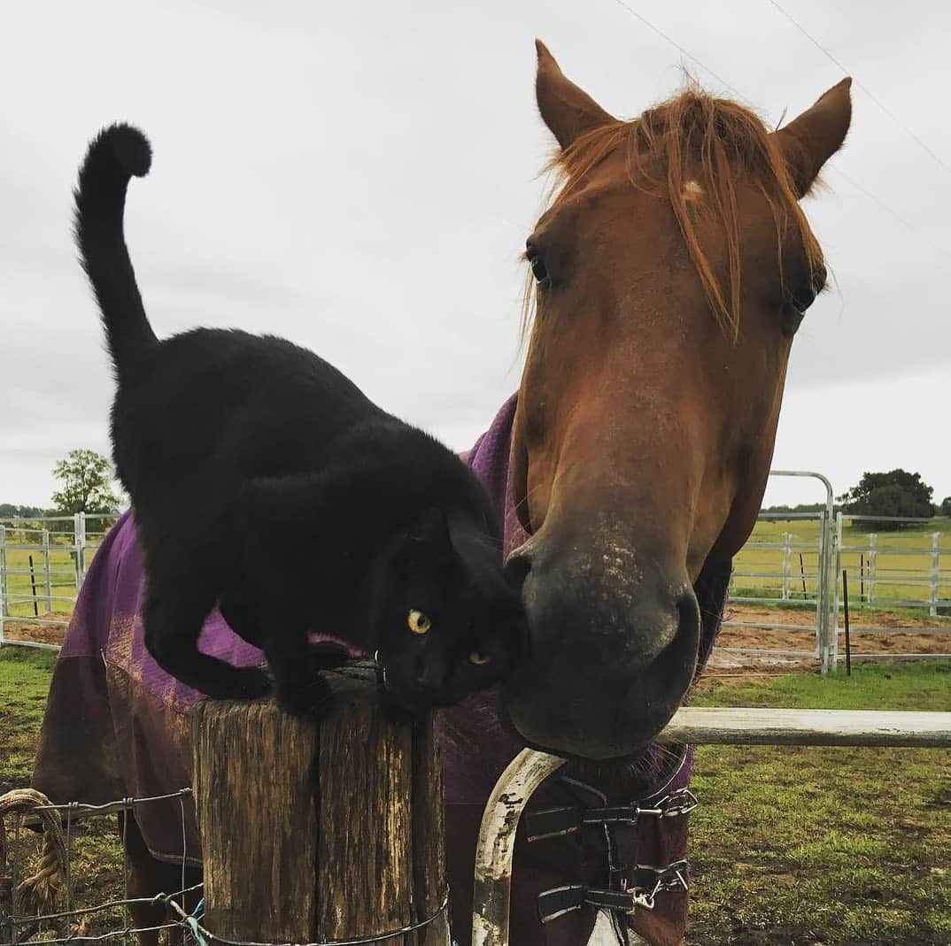 Instagramさんのインスタグラム写真 - (InstagramInstagram)「Meet Morris the cat and Champy the horse (@champy_and_morris): the unlikely #WeeklyFluff pair who go everywhere together. “It’s a mutual friendship that Champy really initiated,” says their human Jennifer Boyle. “They’ve been best buddies for seven years,” says Jennifer. But how does Morris land on Champy’s back? He typically jumps on via a fence post which has now been nicknamed the bus stop.  Photos by @champy_and_morris」7月6日 1時06分 - instagram