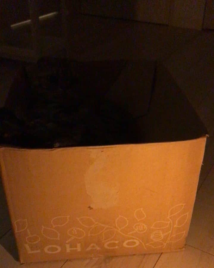 Shishi-maruのインスタグラム：「📦🐱📦 ーーーーーーーーーーーーー 🌺「渋ネコ ししまるさん」ねこのきもちWEB MAGAZINE にて毎週土曜日エッセイの連載中 ーーーーーーーーーーー 📕「ぷっちねこ。」「3匹のちいさな猫を召喚できたなら」「ちいさな猫を召喚できたなら」徳間書店より単行本発売中 ーーーーーーーーーーー ⭐︎ねこ漫画を描いています→@tacos_cat 🐱公式→@chiisanacat 🌺Twitter →@taco_emonemon ーーーーーーーーーーー」