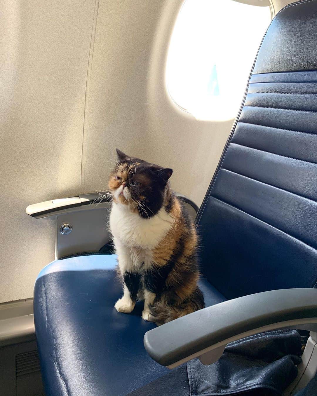 Pudgeさんのインスタグラム写真 - (PudgeInstagram)「Pudge on a plane ™️ What a way to spend her 9th birthday 💕」7月6日 1時34分 - pudgethecat