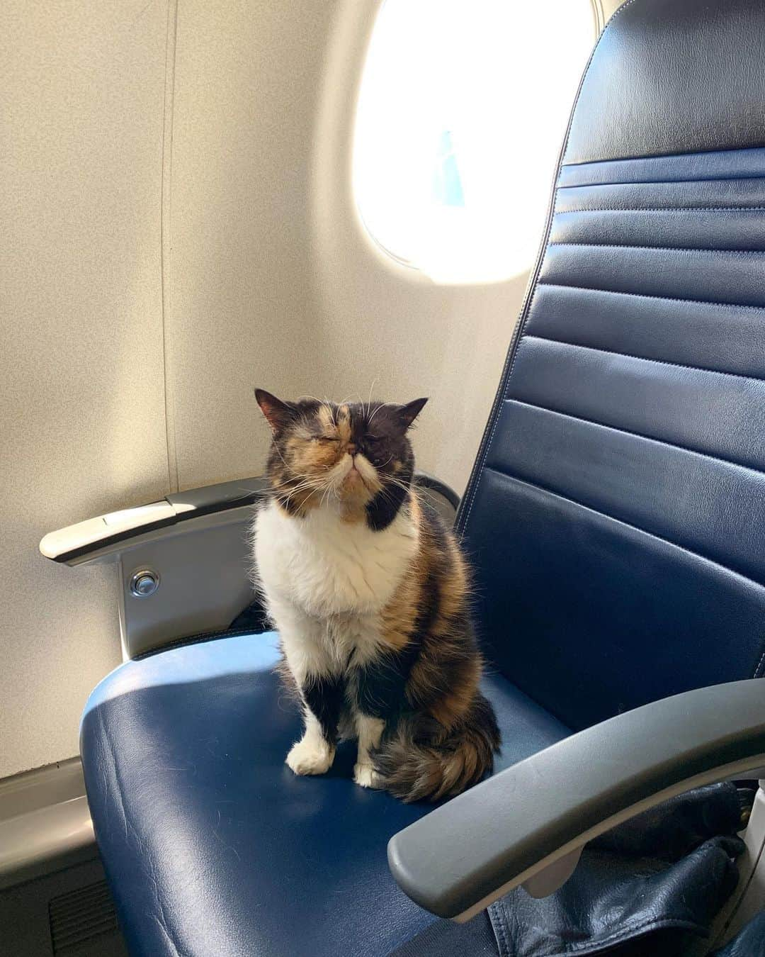 Pudgeさんのインスタグラム写真 - (PudgeInstagram)「Pudge on a plane ™️ What a way to spend her 9th birthday 💕」7月6日 1時34分 - pudgethecat