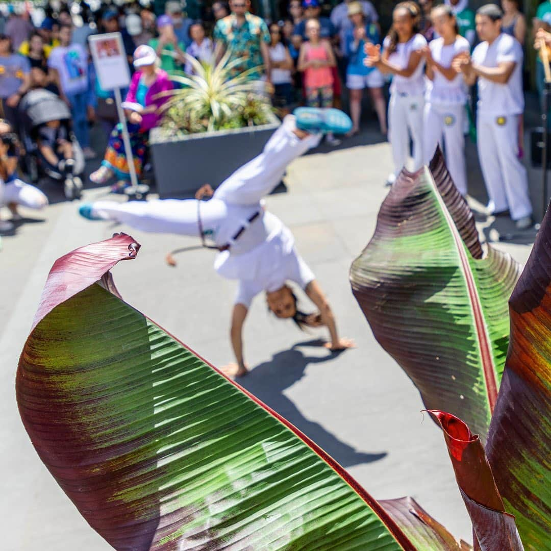 ニューヨーク植物園さんのインスタグラム写真 - (ニューヨーク植物園Instagram)「The lively sights and sounds of Brazil return to NYBG this weekend with music, film, and fun for the kids. Join us for performances by @chorodas3, a family specializing in the original instrumental style born in 19th-century Rio de Janeiro, stop in for the award-winning documentary “Vinicius” in Ross Hall, and don’t miss hands-on fun during “Kids Create Like Burle Marx!” in our Everett Children’s Adventure Garden. Brazil is here at the Garden all summer long.」7月6日 1時46分 - nybg