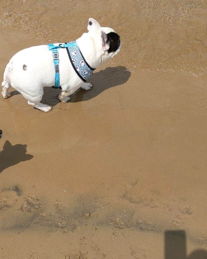 のインスタグラム：「Dog beach day! I keep trying to tell everyone to get outta the water but no one listens!🙄」