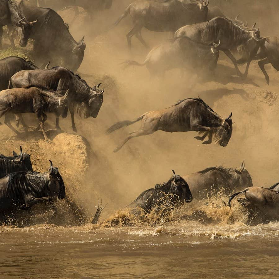 National Geographic Creativeさんのインスタグラム写真 - (National Geographic CreativeInstagram)「What's your favorite photo? Check out what caught our eye in this week's selection of #WhatWeLiked from the Image Collection editors | #Wildebeest by @timlaman | #Lightning by @gordonwiltsie | #SandwichTern by @melissagroo #Koala by @doug_gimesy」7月6日 1時57分 - natgeointhefield