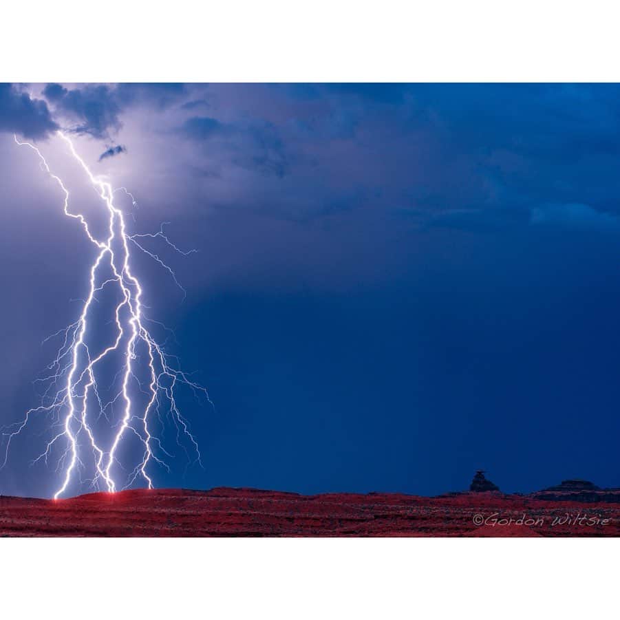 National Geographic Creativeさんのインスタグラム写真 - (National Geographic CreativeInstagram)「What's your favorite photo? Check out what caught our eye in this week's selection of #WhatWeLiked from the Image Collection editors | #Wildebeest by @timlaman | #Lightning by @gordonwiltsie | #SandwichTern by @melissagroo #Koala by @doug_gimesy」7月6日 1時57分 - natgeointhefield