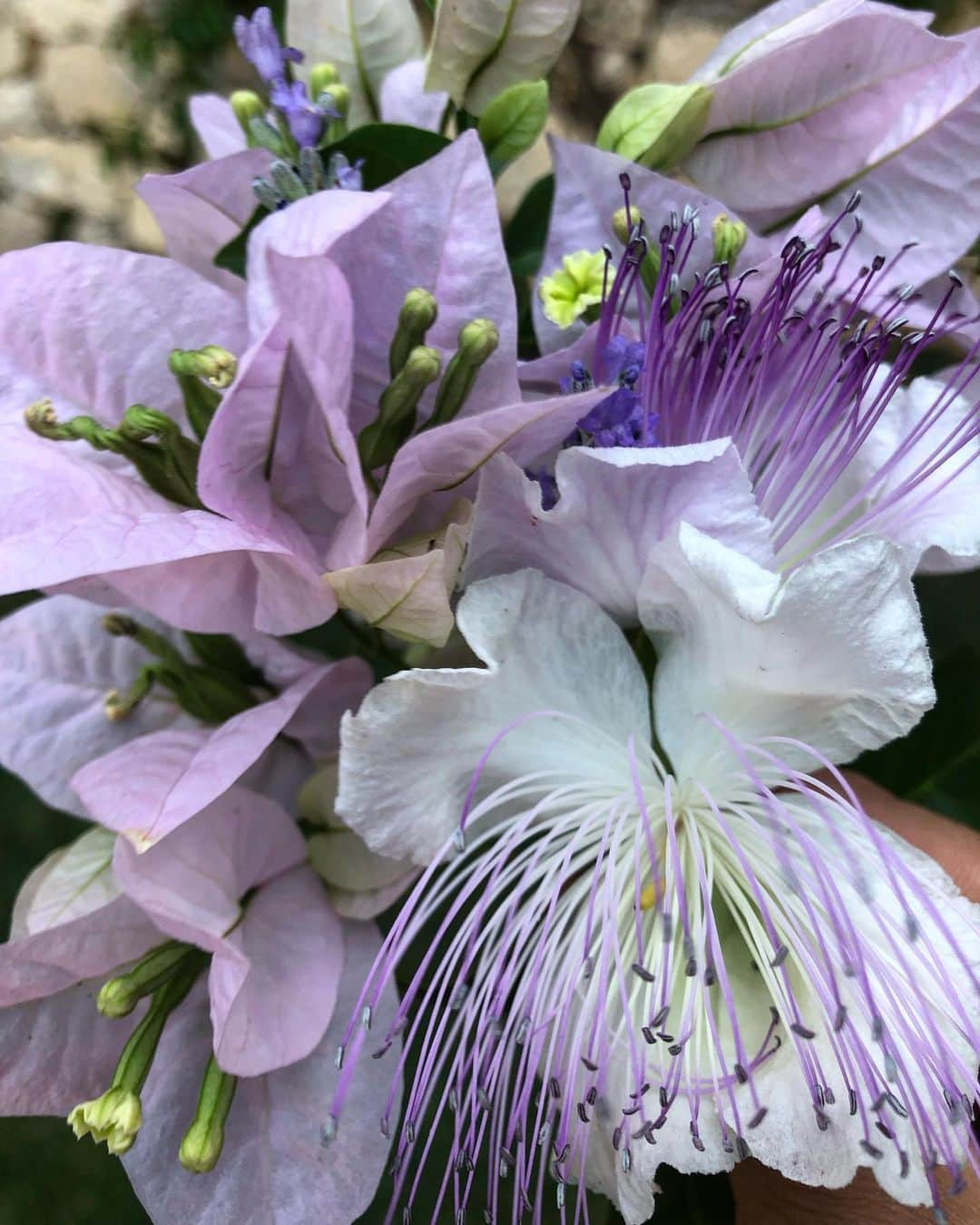 ザックポーゼンさんのインスタグラム写真 - (ザックポーゼンInstagram)「#Ultraviolet caper flowers, lavender and bougainvillea! 🇮🇹💜」7月6日 1時58分 - zacposen