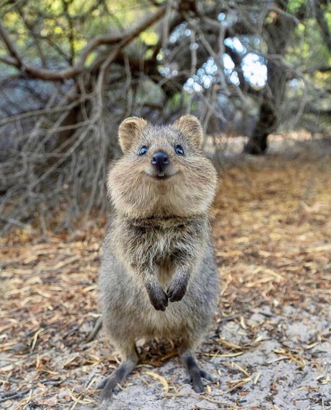 Canon Photographyさんのインスタグラム写真 - (Canon PhotographyInstagram)「Rate the cuteness of this Quokka on a scale of 1-10.  Photography | @cruzysuzy  #seeaustralia #australia #perth #rotnessisland #quokka #wildlife」7月6日 2時23分 - cpcollectives