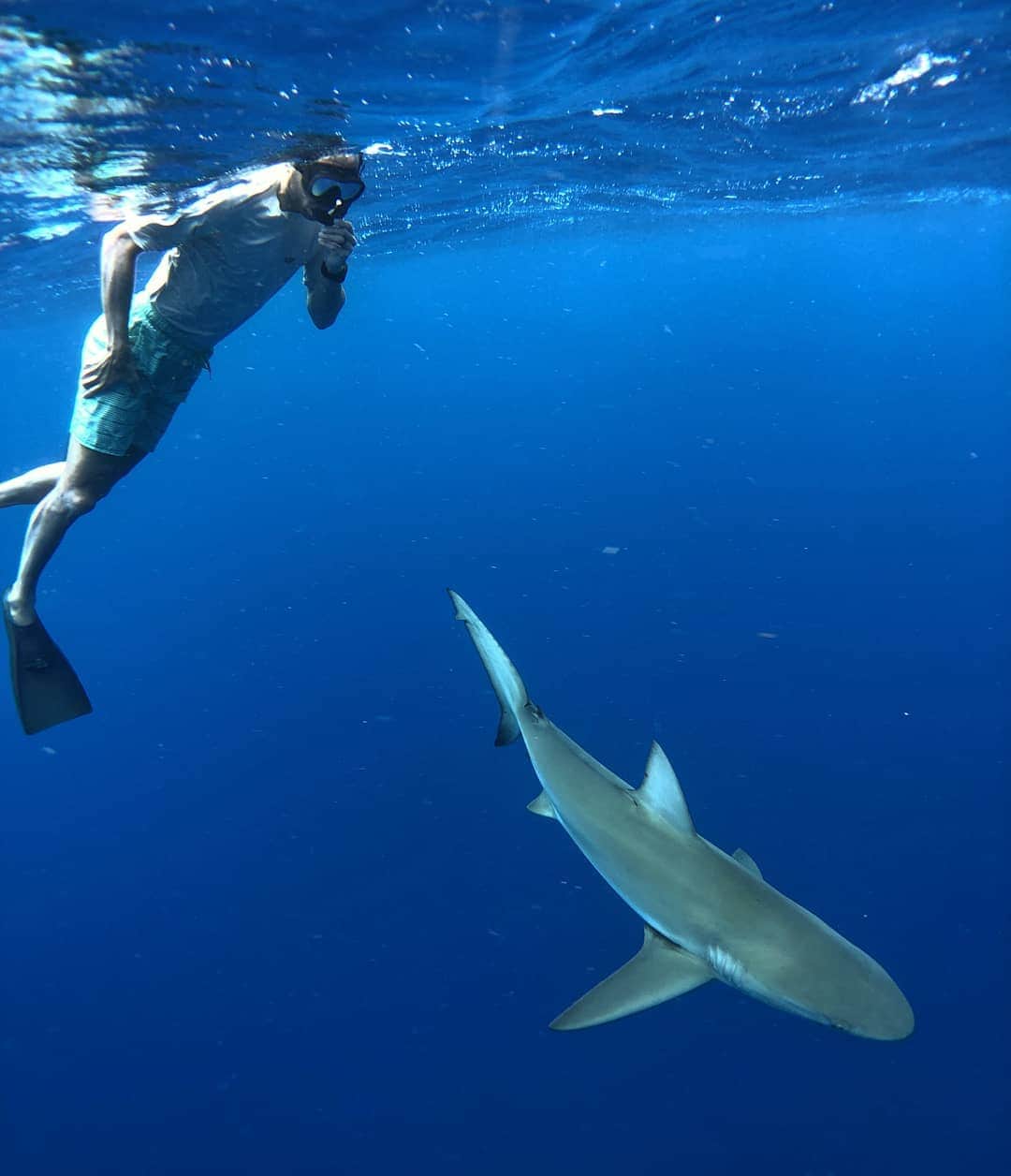 マヌ・ジノビリのインスタグラム：「Swimming with Galapagos sharks. Awesome experience! 🦈🦈」