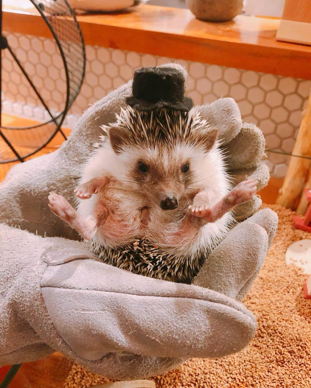 長久梨那さんのインスタグラム写真 - (長久梨那Instagram)「． ‪ハリネズミたん🦔❤️‬ ‪かわいいたん🦔❤️‬ ‪4コマ風にしてみたん🦔❤️‬ ‪#ハリネズミ #ハリネズミカフェ #東京 #浅草 #ハリネズミパラダイス #かわいい #カフェ #東京観光 #おでかけ #4コマ #4コマ漫画 #フォローミー‬ #japan #girl #tokyo #asakusa #trip #travel #cute #cafe #hedgehog #instagood #instadaily #instagirl #instapic #instaphoto #photography #followme #🦔 #❤️」7月6日 12時05分 - rinanagahisa