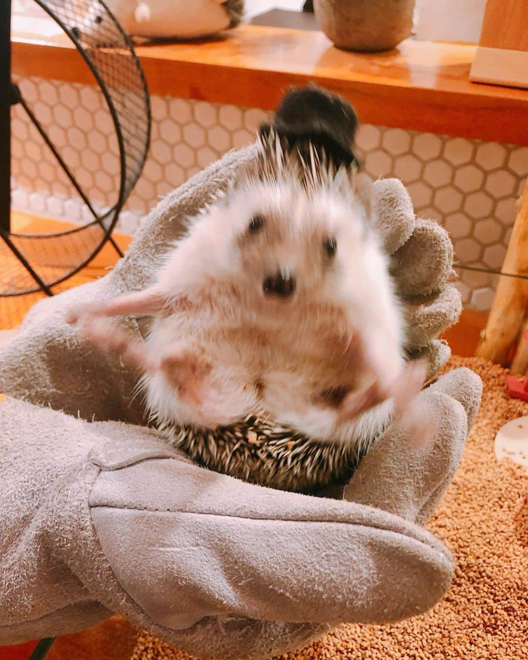 長久梨那さんのインスタグラム写真 - (長久梨那Instagram)「． ‪ハリネズミたん🦔❤️‬ ‪かわいいたん🦔❤️‬ ‪4コマ風にしてみたん🦔❤️‬ ‪#ハリネズミ #ハリネズミカフェ #東京 #浅草 #ハリネズミパラダイス #かわいい #カフェ #東京観光 #おでかけ #4コマ #4コマ漫画 #フォローミー‬ #japan #girl #tokyo #asakusa #trip #travel #cute #cafe #hedgehog #instagood #instadaily #instagirl #instapic #instaphoto #photography #followme #🦔 #❤️」7月6日 12時05分 - rinanagahisa