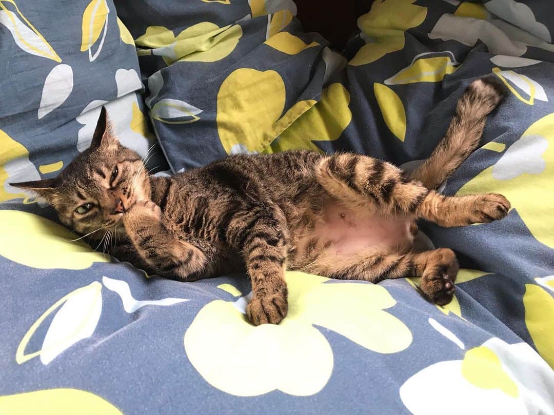 小嶋晶子のインスタグラム：「Grooming Grooming Grooming!! 🐈🐾 #cat #cats #browntabby #catsofinstagram #catstagram #neko #nekostagram #ねこ #ねこ部 #ねこすたぐらむ #きじとら #きじとらねこ #きじとら女子 #きじとら部 #ネコ #ネコ部  #キジトラ #キジトラネコ #キジトラ部 #かぎしっぽ #かぎしっぽ猫部 #カギしっぽ #カギしっぽ猫 #お腹ハゲてる」