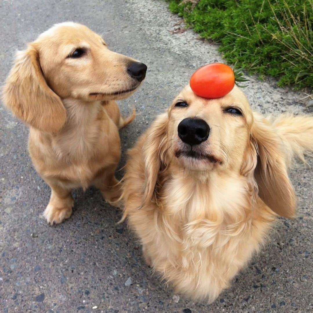 ハッチ＆ニコのインスタグラム：「Puppy Nico (5 months old) and Hatch 🐶🍅#乗せ乗せ  チビッコ写真を見せっこする親バカのタグ. #saturday_puppyfes  土曜日恒例パピフェスですよ～🐾. . #チビnico #pecoいぬ部 #カメラ嫌い同好会  #犬の生活が第一 #癒しわんこ #dachshund #犬バカ部 #短足部 #ふわもこ部 #tokyocameraclub #東京カメラ部」