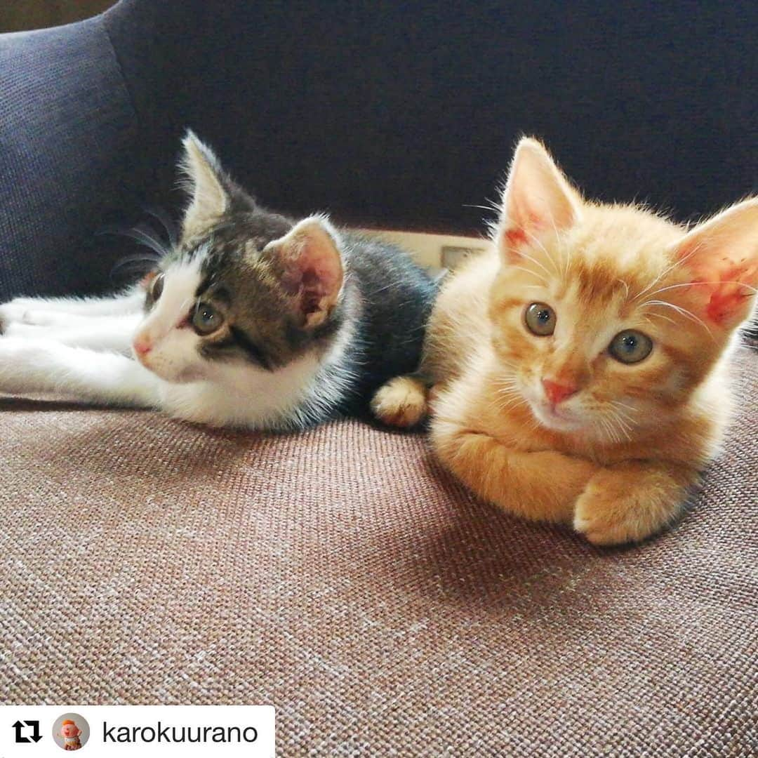 marimon0703__さんのインスタグラム写真 - (marimon0703__Instagram)「お知らせです！ #保護猫ふくまる のトライアルが終わり正式譲渡になりました！  ふく→リゼル😺 まる→ルチル😺 2匹の新しいお家には先住猫のジオノくんがいます。 訪問した時、撫でさせてくれたジオノくん。2匹の存在に気づいたら逃げちゃいましたが、ジオノくんなら優しいお兄ちゃんになれると思ってます😺  今年は母の事もあるし子猫のお世話は無理だなと思ってた矢先に来た2匹。 NNNは容赦ないですね😂  母も2匹と約2週間過ごして2匹が一緒にずっとのお家が決まって喜んでいると思います☺️ @karokuurano さん 兄弟一緒に家族に迎えて頂き本当にありがとうございました。  これからも成長を見守らせてください。」7月6日 12時47分 - marimon0703__