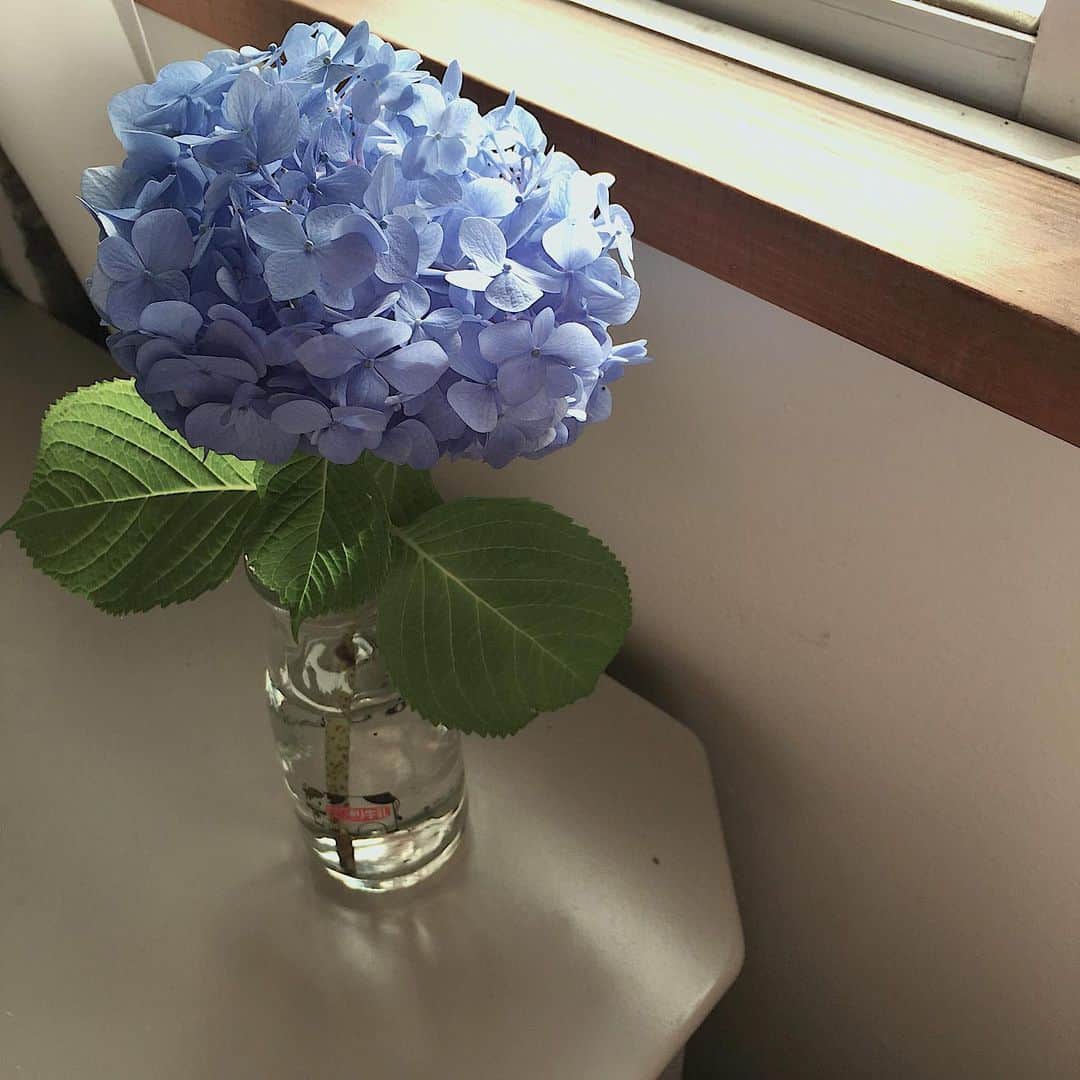 ナカヤマユキコのインスタグラム：「お花のある暮らし🦋 . . . とか言いたいけど とりあえず花瓶を買うところからはじめましょう…🙄笑 . . 息子が児童館でもらってきた紫陽花☺︎ 紫陽花だいすきだし梅雨もすきだ〜 . . . . . #紫陽花 #hydrangea  #花瓶に注目ね」